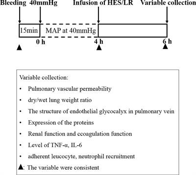 The Beneficial Effect of HES on Vascular Permeability and Its Relationship With Endothelial Glycocalyx and Intercellular Junction After Hemorrhagic Shock